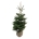 Abies koreana  150-175 kl. extra