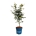 Acer Arctic Jade ®  100-125 P32/C15