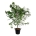 Acer North Wind ®  200-225 P50/C55 extra