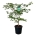 Acer japonicum 'Aconitifolium'  100-125 P40/C30 extra