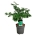 Acer japonicum 'Aconitifolium'  60-80 P27/C10