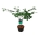 Acer japonicum 'Aconitifolium'  80-100 P27/C10