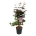 Acer pal. 'Atropurpureum'  60-80 P27/C10