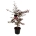 Acer pal. 'Bloodgood'  80-100 P27/C10