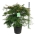 Acer pal. 'Dissectum'  80-100 P40/C30 extra