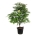 Acer pal. 'Osakazuki'  150-175 P50/C55 extra