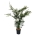 Acer palmatum  125-150 P32/C15