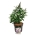Buddleja d. B. Candy Lila Sweeth.  40-50 P26/C7,5