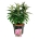 Buddleja d. B. Candy Little Pink  40-50 P26/C7,5