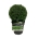 Buxus sempervirens Bol 20-25 P19/C3 antr.