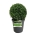 Buxus sempervirens Bol 30+ P23/C5 antr.