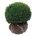 Buxus sempervirens Bol 50-55 kl.