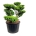 Buxus sempervirens Bonsai 100-125 P85/C230