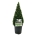 Buxus sempervirens Piramide 40-50 P21/C4,6 antr.