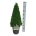 Buxus sempervirens Piramide 50-60 P23/C5 antr.