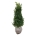 Buxus sempervirens Struik 60-80 kl.