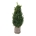 Buxus sempervirens Struik 80-100 kl.