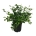 Calycanthus 'Venus'  60-80 P40/C30 extra