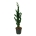 Chamaecyparis l. 'Wissel's Saguaro'  175-200 P50/C55 extra