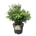 Chamaecyparis o. 'Lucas' PBR  40-50 P24/C6,7