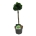 Chamaecyparis o. 'Nana Aurea' Stam 40 P21/C4,6