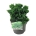 Chamaecyparis o. 'Nana Gracilis'  20-25 P23/C5