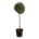 Elaeagnus ebb. 'Compacta' Stam 120 P60/C90 extra