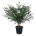 Euonymus alatus  125-150 P50/C55 extra