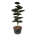 Fagus syl. 'Atropunicea' Bonsai 225-250 P95/C285