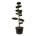 Fagus sylvatica Bonsai 225-250 P95/C285