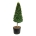 Fagus sylvatica Pir. op stam 200-225 P80/C180