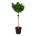 Ginkgo biloba 'Mariken' Stam 120 P50/C55 extra