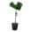 Ginkgo biloba 'Mariken' Stam 90 P40/C30
