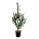 Ginkgo biloba 'Menhir'  175-200 P40/C30 extra
