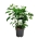 Hydrangea a. Strong Annabelle  60-80 P32/C15