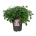 Hydrangea s. Magic Pillow  50-60 P32/C15