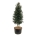 Ilex aquipernyi 'Dragon Lady' Pir. op stam 300-350 P95/C285