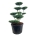 Ilex crenata 'Green Hedge' Bonsai 100-125 P80/C180