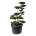 Ilex crenata 'Green Hedge' Bonsai 150-175 P85/C230