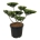 Ilex crenata 'Green Hedge' Bonsai 60-80 P50/C55