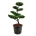 Juniperus chin. 'Kaizuka' Bonsai 100-125 P55/C70