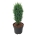 Juniperus comm. 'Compressa'  50-60 P26/C7,5