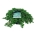 Juniperus comm. 'Green Carpet'  40-50 P24/C6,7