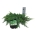 Juniperus conferta 'Schlager'  30-40 P24/C6,7