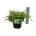 Juniperus sq. 'Holger'  30-40 P24/C6,7