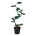 Juniperus virg. 'Grey Owl' Bonsai 175+ P50/C55