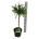 Larix decidua 'Kórnik' Stam 40 P23/C5