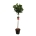 Magnolia 'Genie' (pbr) Stam 80 P32/C15