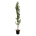 Magnolia kobus Isis®  225-250 P40/C30 extra