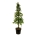 Metasequoia gl. 'Amber Glow' PBR  200-225 P50/C55 extra